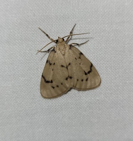 Paidia rica  - Thomas Lux