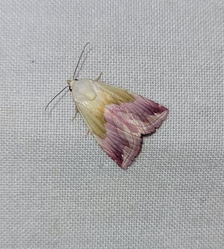 Noctuelle purpurine  - Thomas Lux