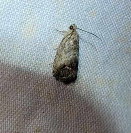Cydia splendana  - Thomas Lux