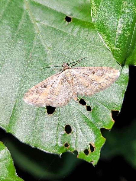 Eupithecia icterata  - Thomas Lux
