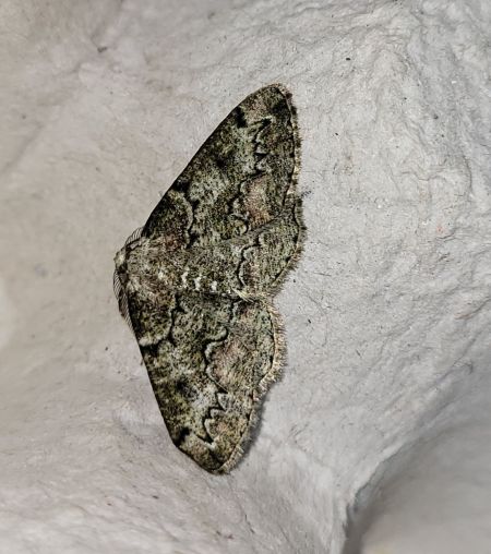 Cleorodes lichenaria  - Thomas Lux