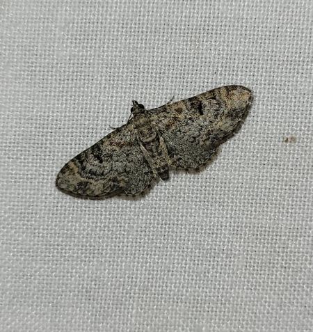 Eupithecia laquaearia  - Thomas Lux