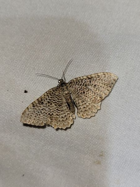 Rheumaptera undulata  - Thomas Lux