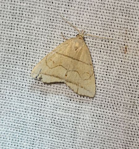 Herminia grisealis  - Thomas Lux