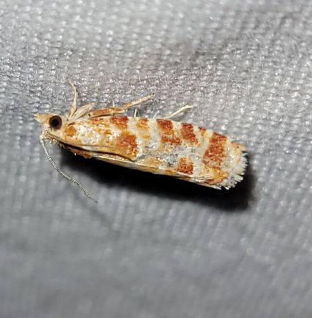 Rhyacionia pinicolana  - Thomas Lux