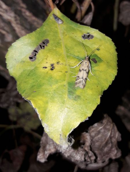 Homoeosoma sinuella  - Sylvain Lethuillier