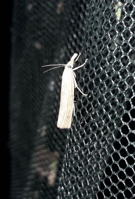Crambus perlé  - Sylvain Lethuillier