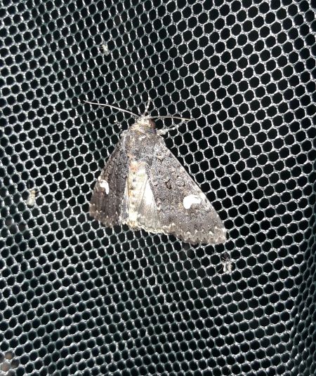 Melanchra persicariae  - Sylvain Lethuillier