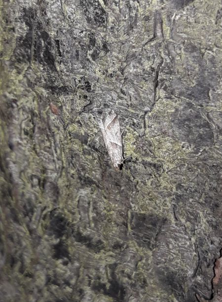 Nyctegretis lineana  - Sylvain Lethuillier