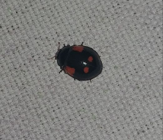 Coccinelle à deux points 
