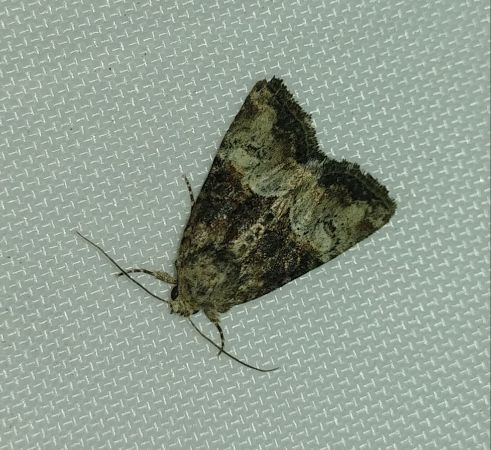 Mesoligia furuncula 