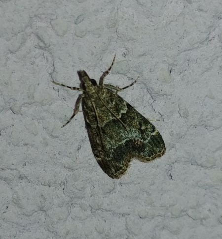 Eudonia mercurella 