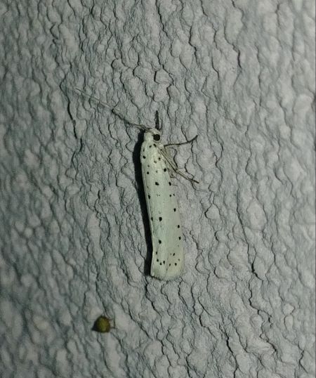 Yponomeuta sp. 