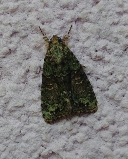 Cryphia algae 