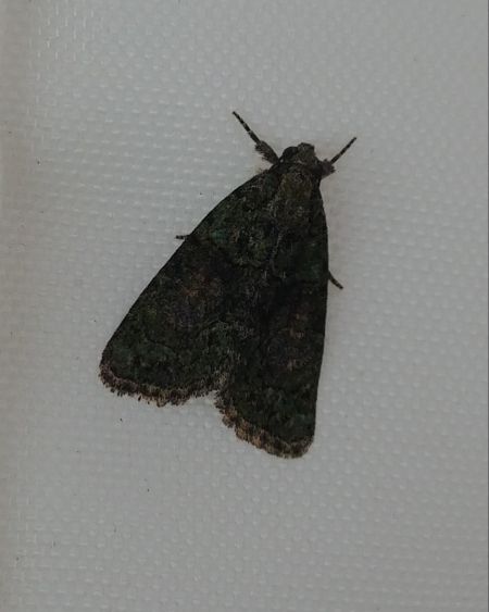 Cryphia algae 