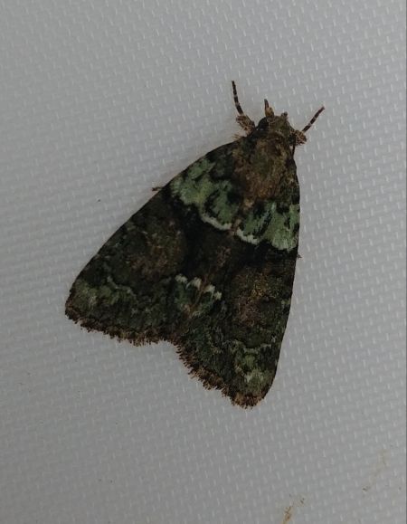 Cryphia algae 