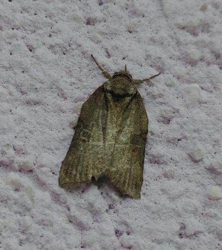 Nycteola revayana 