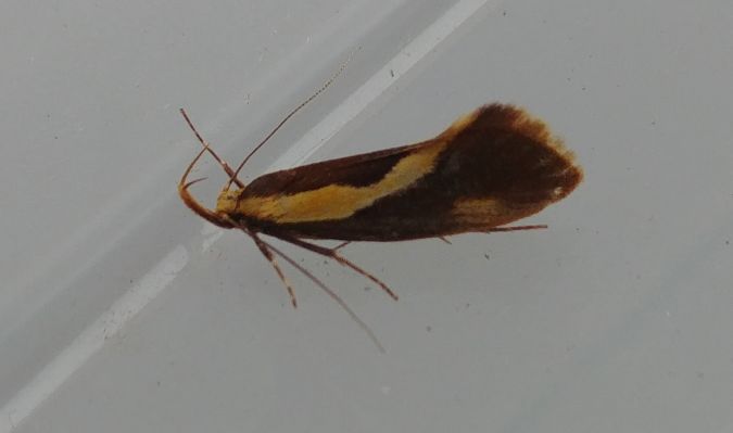 Harpella forficella 