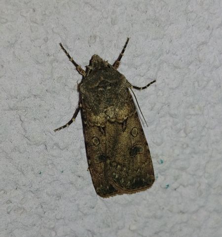 Noctuelle des moissons 