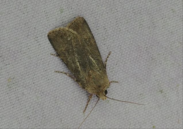 Agrotis segetum 