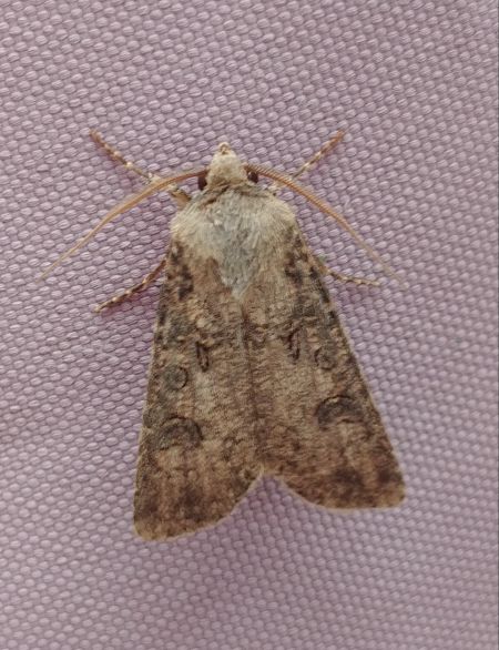 Agrotis segetum 