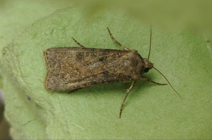 Agrotis segetum 