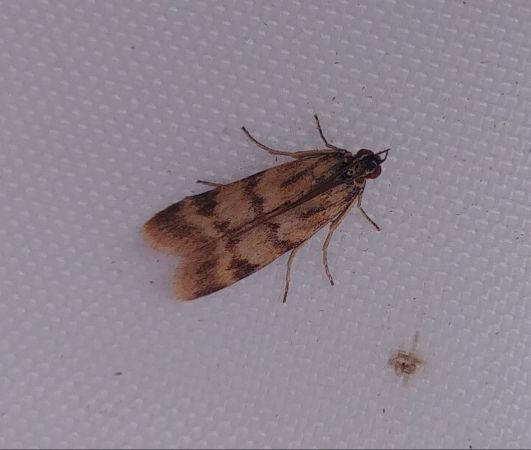 Homoeosoma sinuella 