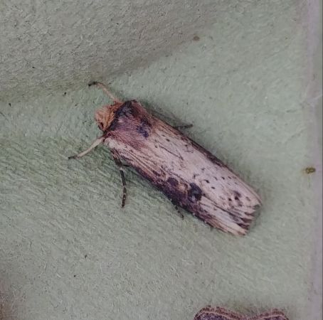 Noctuelle putride 
