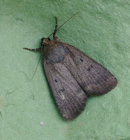 Amphipyra tragopoginis 