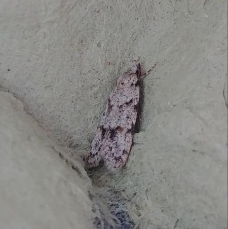 Symmoca signatella 