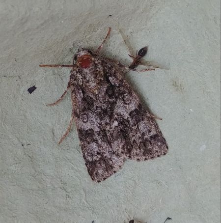 Noctuelle de la patience 