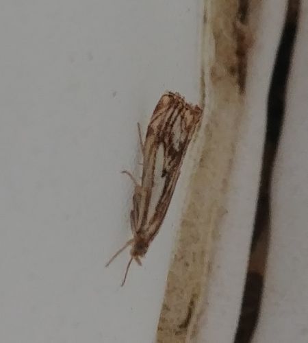 Catoptria falsella 