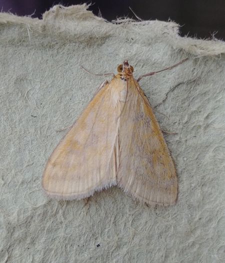 Sitochroa verticalis 