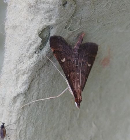 Dolicharthria punctalis 