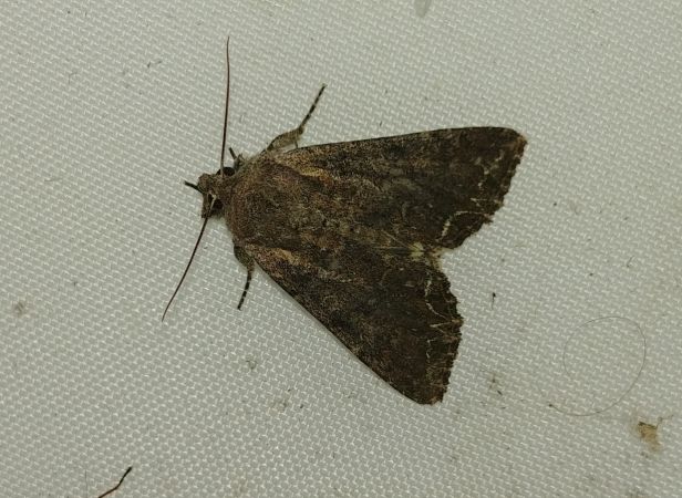 Noctuelle des potagers 