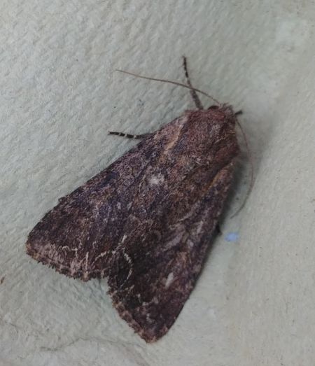 Noctuelle des potagers 