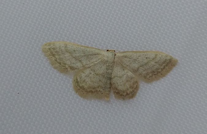 Idaea subsericeata 