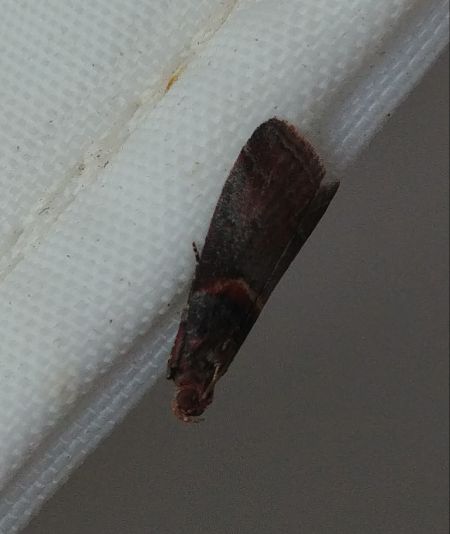 Acrobasis advenella 