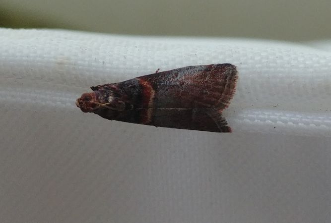Acrobasis advenella 