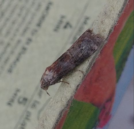 Acrobasis advenella 
