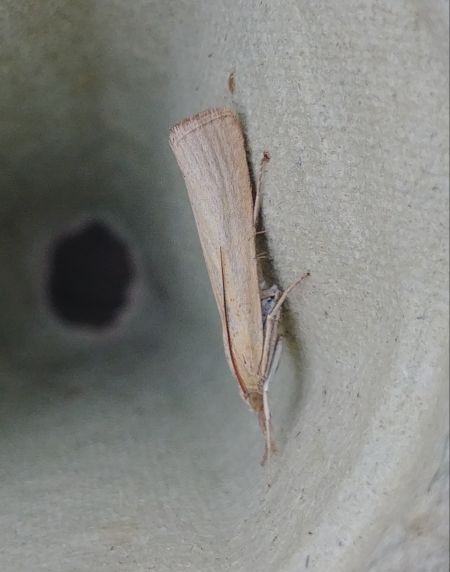 Pediasia luteella 