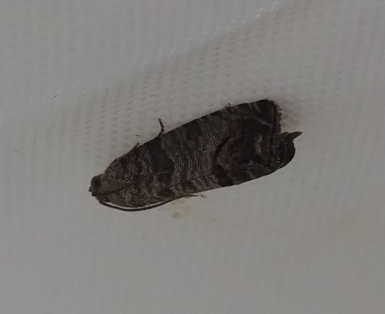 Cydia pomonella 