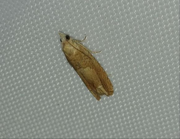 Eucosma sp. 