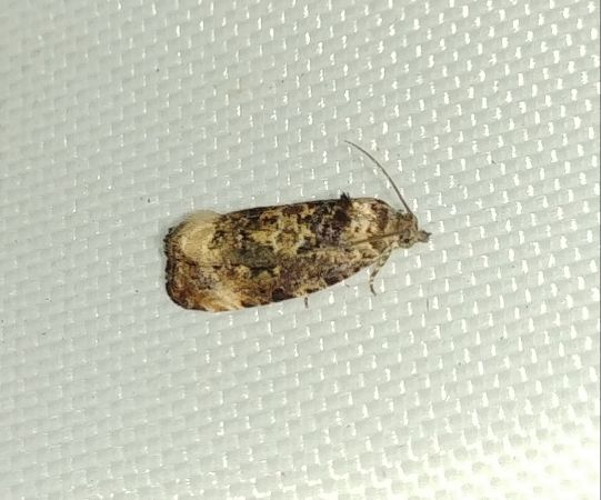 Endothenia sp. 