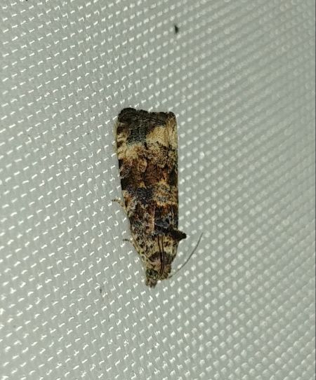 Endothenia sp. 