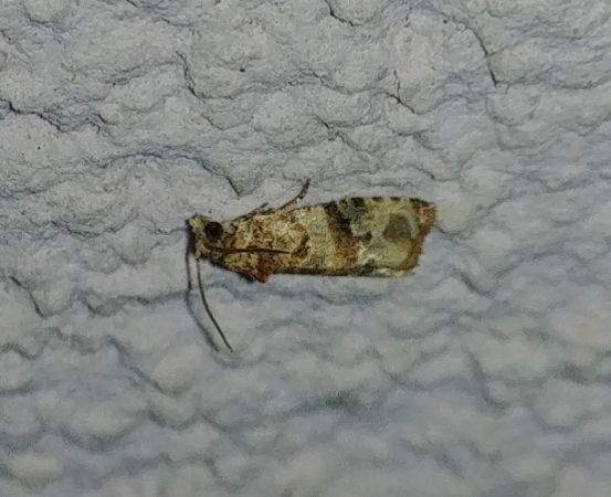 Endothenia sp. 