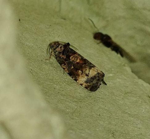 Endothenia sp. 