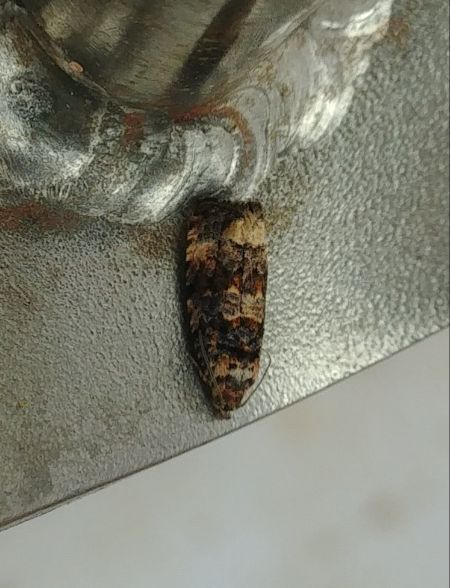 Endothenia sp. 