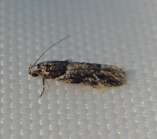 Recurvaria nanella 
