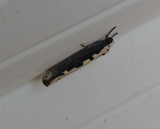 Ethmia bipunctella 